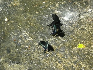 ミヤマカラスアゲハ