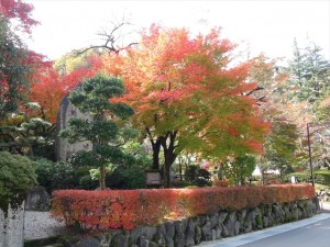 独楽園の紅葉