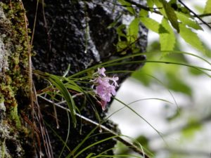 山道で見つけたウチョウラン