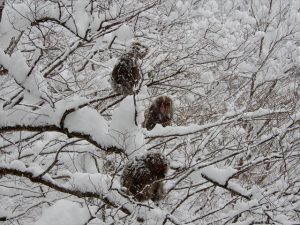 雪の中のサルたち