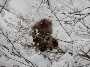 木の枝の皮を食べるサル