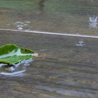 雨のクラウン