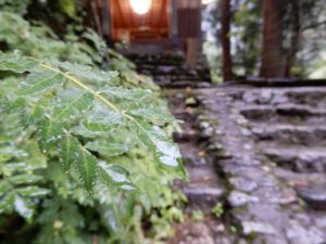 雨に濡れた山椒の葉