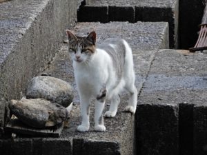 養魚場のネコ