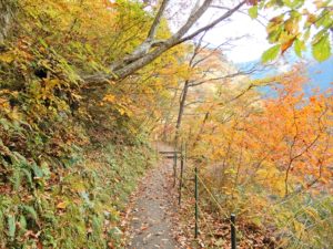 葉っぱが散り始めた山道