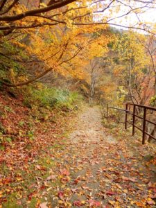 山道に落ちた葉っぱ