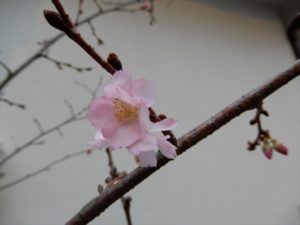 季節外れの桜