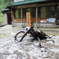 ミヤマクワガタ