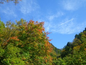 山道の紅葉