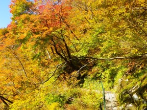 山道の紅葉