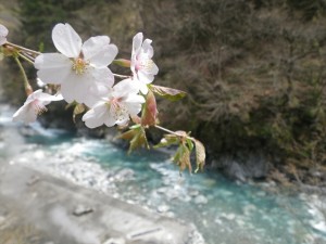 山桜