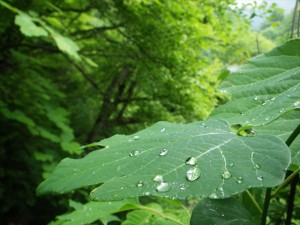 雨に濡れる葉っぱ