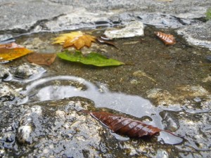 雨粒落ちる水たまり