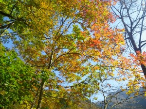 紅葉と青空