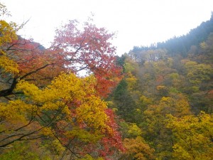 赤のグラデーションが綺麗な紅葉