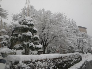 雪をまとった木々