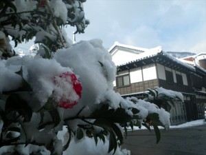 街路樹の椿