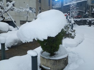 雪が積もった街路樹