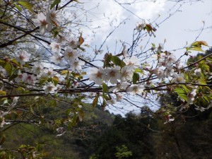 満開の山桜