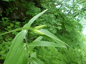 まだつぼみの花