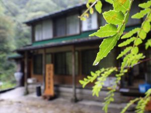 雨で濡れた山椒の葉っぱ